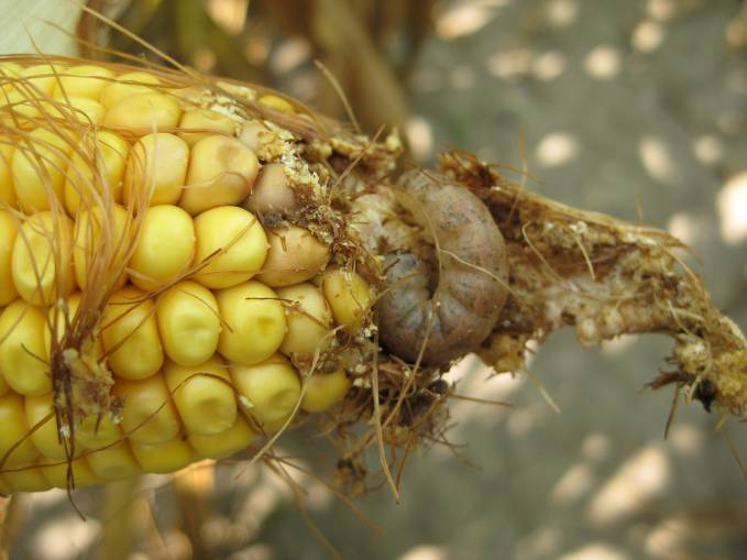 western bean cutworm
